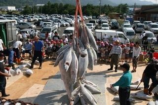 ふるさと納税でまぐろの町「鹿児島県いちき串木野」の活気を再び！