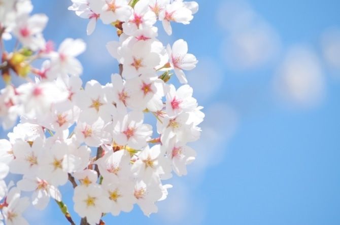 今しか買えない!熊本で買える「桜スイーツ」で春を感じる贈り物はいかが?