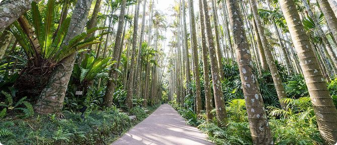 大注目の沖縄市エリア♪ フォトジェニックな東南植物楽園で一日中遊んじゃおう！