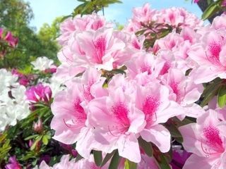 長崎の県花といえばつつじ！県内のオススメつつじスポット3選