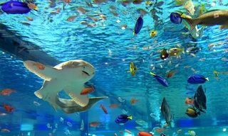 水族館が無料？雨でも楽しいイオンモール沖縄ライカム