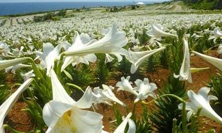 島全体がユリの香り！5月の伊江島と久高島は行かなきゃ損！