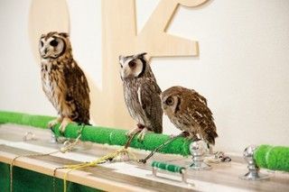 本を読む？動物と触れ合う？ひとりだからこそ訪れたい福岡の癒しカフェ4選