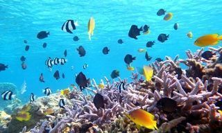 ウミガメに会える！慶良間で日帰りシュノーケリングできる3つの離島