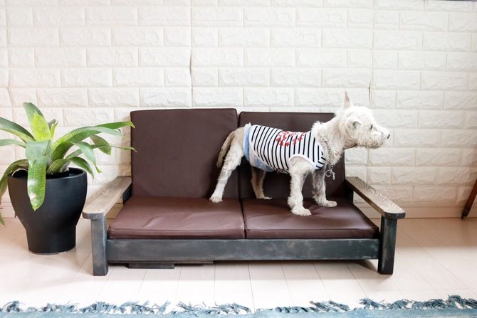 わが家の愛犬が昼寝も食事もできる多機能ソファをDIY！【作り方も解説】