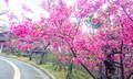 沖縄の桜は2月が見頃！デートに宴会におすすめお花見スポット6選