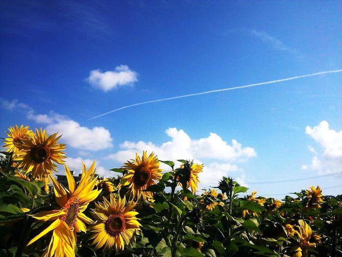 珍百景!2月なのに10万本のヒマワリが咲き乱れる沖縄のとある光景