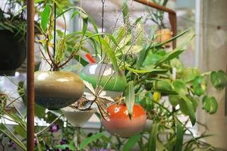 高いものには理由がある〜アートな原生ランとガラス鉢 4万5000円〜