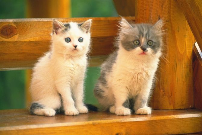 新しい家族になる猫がいるかも♪里親募集型猫カフェ3選