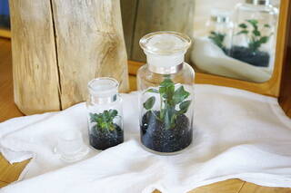 水やりは1年に1度だけ！超ズボラでも育てられる屋内用観葉植物。