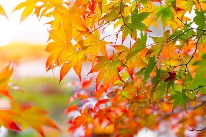 わが家でも紅葉を楽しみたい!庭造りのポイントは?