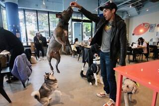 犬専用の総菜屋も…犬フレンドリーな街 N.Y.の最新「犬」事情