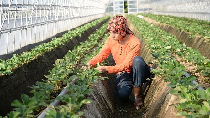 休日の過ごし方に新提案！シェア畑で野菜づくりはいかが？