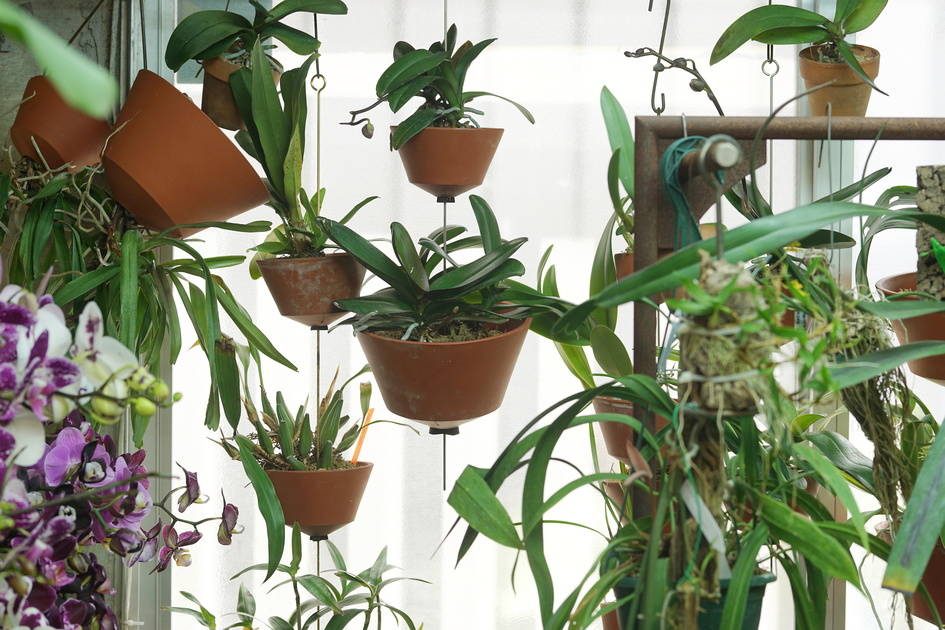 さまざまな個性を持つ原生ラン。野性味あふれる姿が魅力！