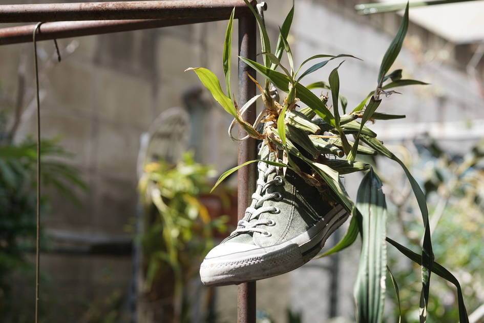 枯らさずに育てられるように、相性のいいランを紹介する。