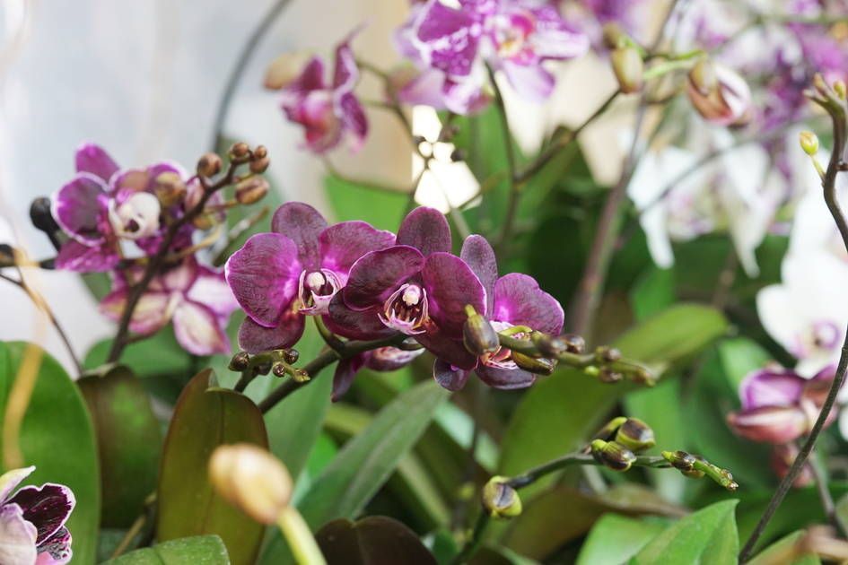 「ファレノプシス属 クロバナノコドモ」 3000円〜