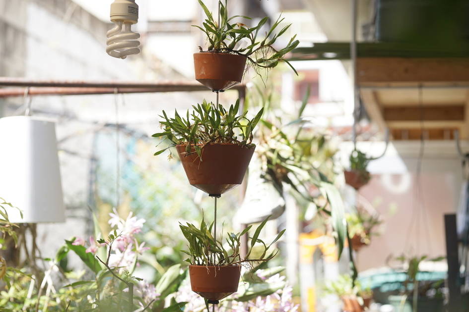 「ディネマ属 ポリブルボン」 2000円〜