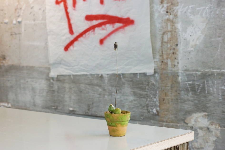 「バルボフィラム属 レムニスカトイデス」 4000円〜