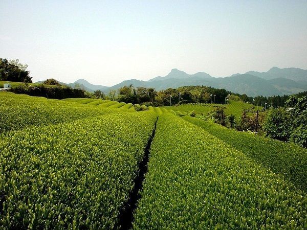 嬉野茶畑
