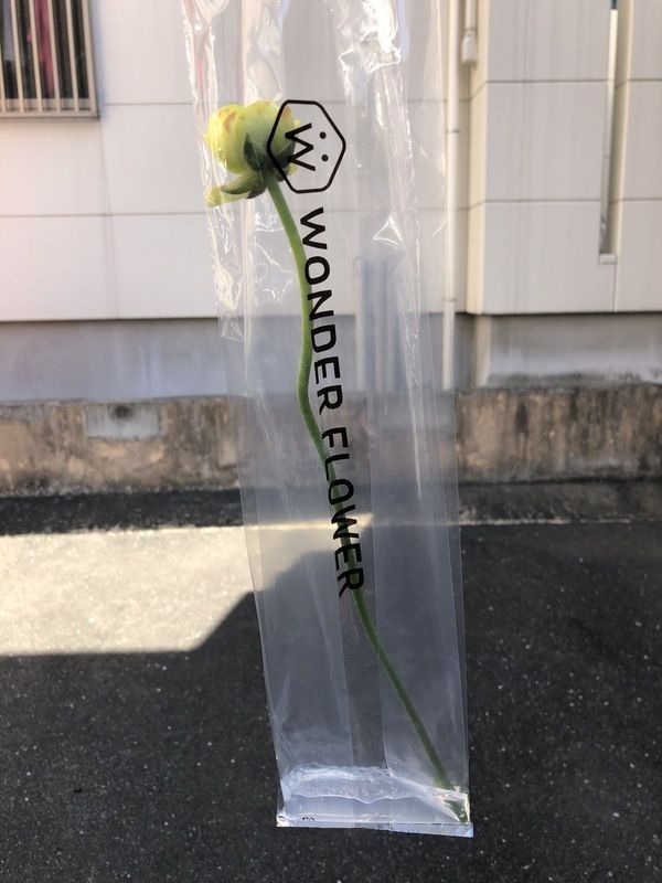 黄色のラナンキュラス