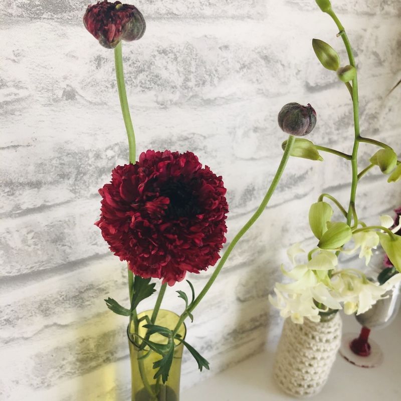 ラナンキュラス