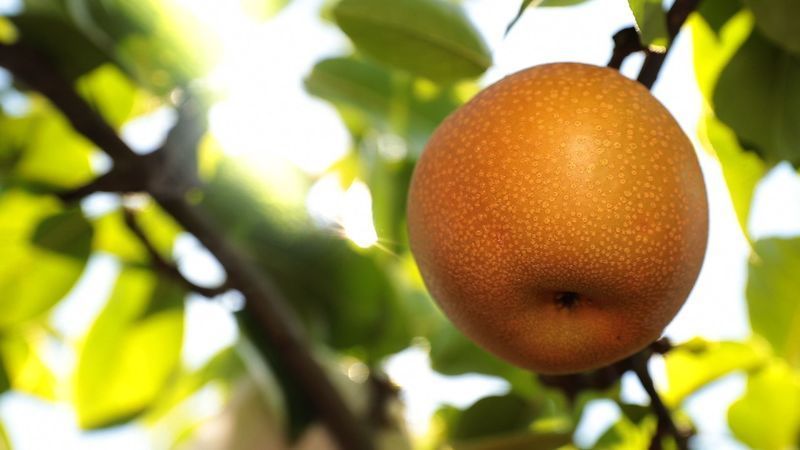 果物酢の材料となるなし