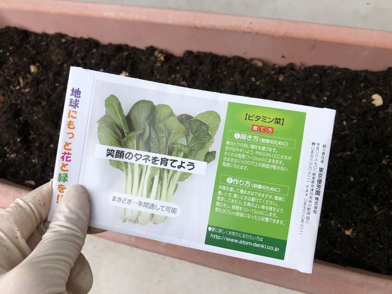 「ビタミン菜」の種