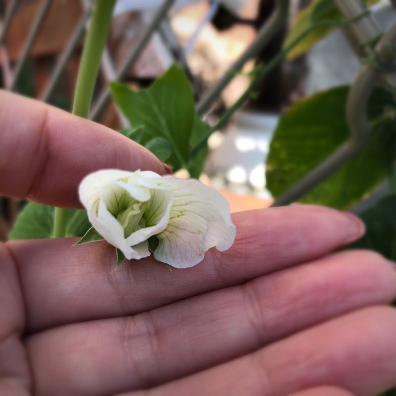 スナックエンドウの花