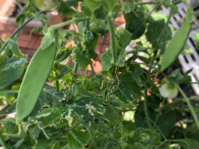 スナックエンドウの実