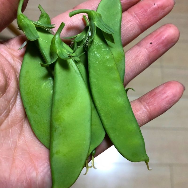 収穫したスナックエンドウ