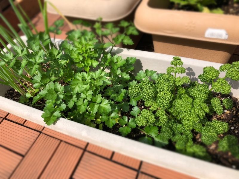 3週間後のパセリ類