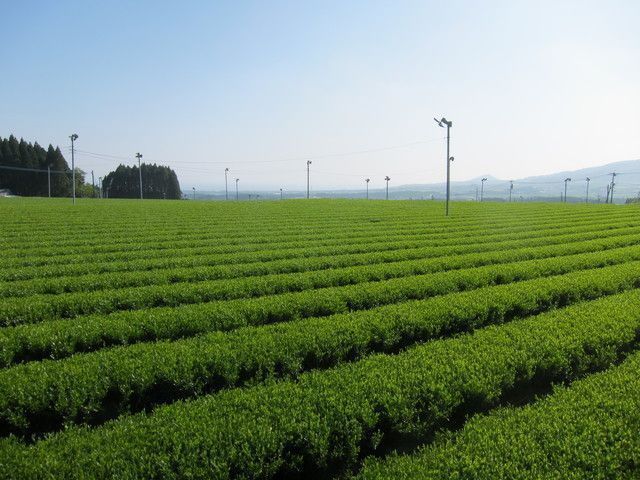 知覧の茶畑