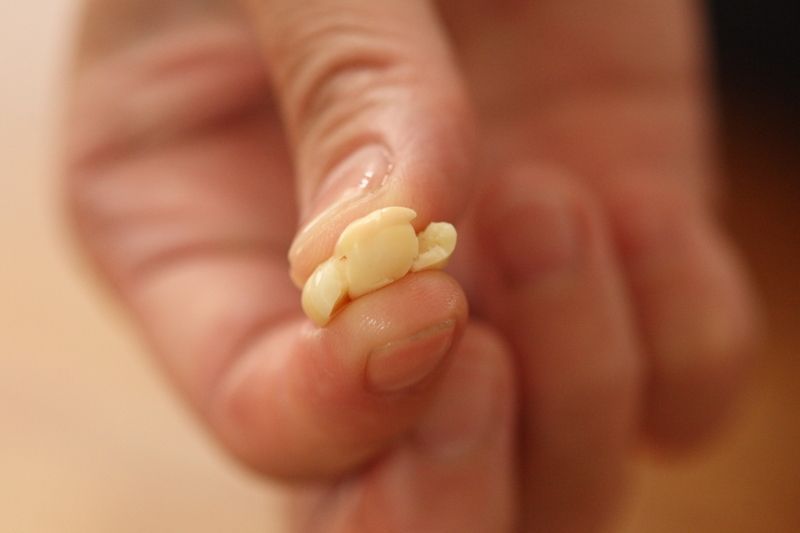 大豆のゆで具合