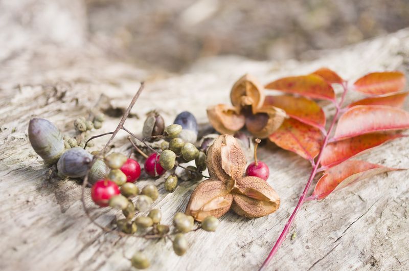 どんぐりや木の実