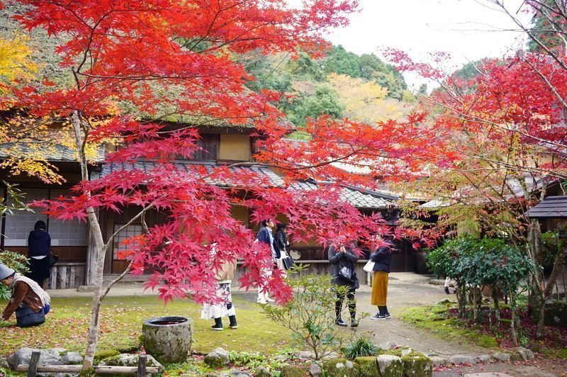 紅葉樹の見事な高取焼宗家の庭
