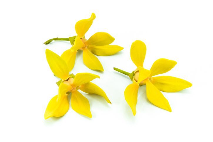 イランイランの花