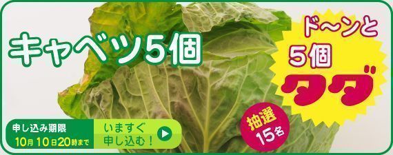 タダヤサイドットコム キャベツ