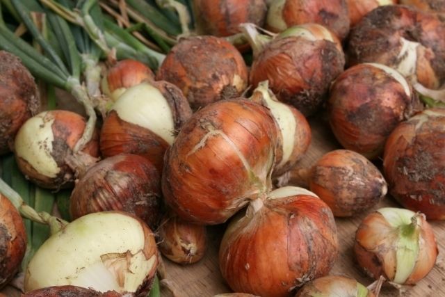 採れたてタマネギ