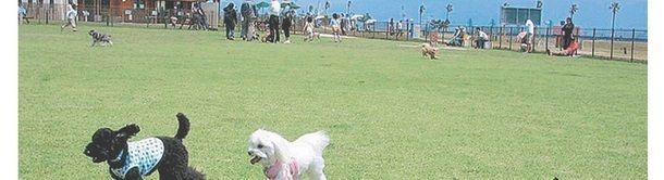 国営海の中道海浜公園 遊びの情報 ドッグラン