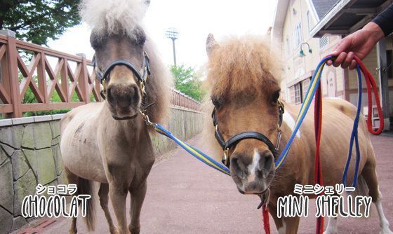 馬との触れ合い~ミニチュアホースのショコラ(左)&ミニチェリー(右)