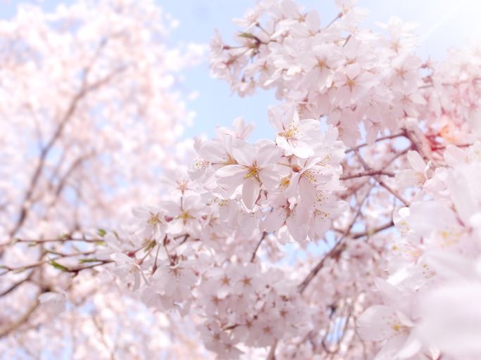 桜