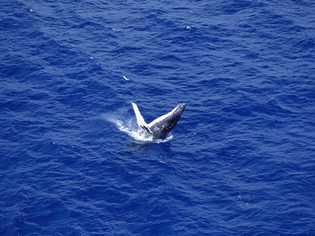 クジラのパフォーマンス