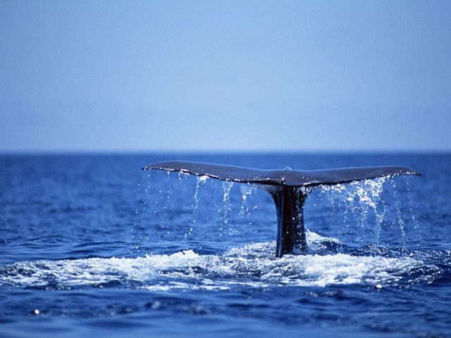 クジラのパフォーマンス