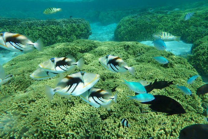 イパオビーチ 熱帯魚