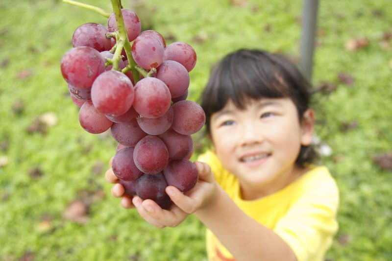 筑後市のぶどう