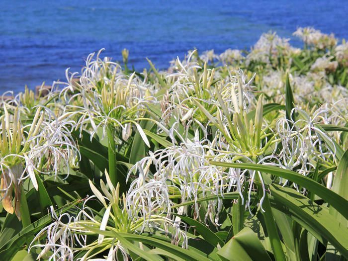 芦屋町観光情報サイト／はまゆう自生の地