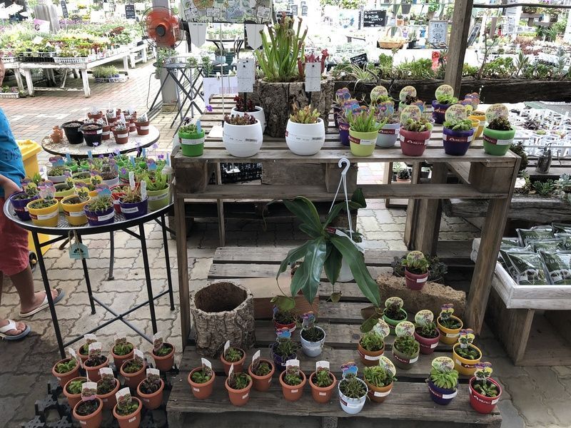 食虫植物コーナー