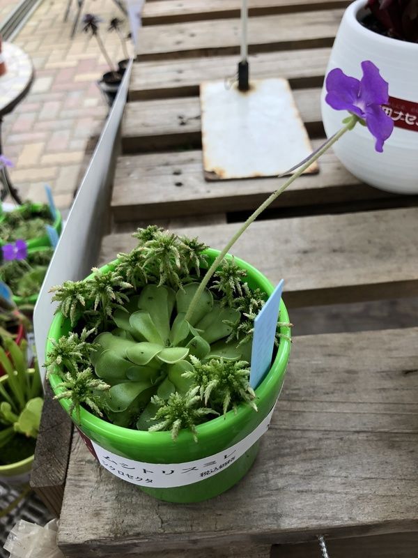 ムシトリスミレ