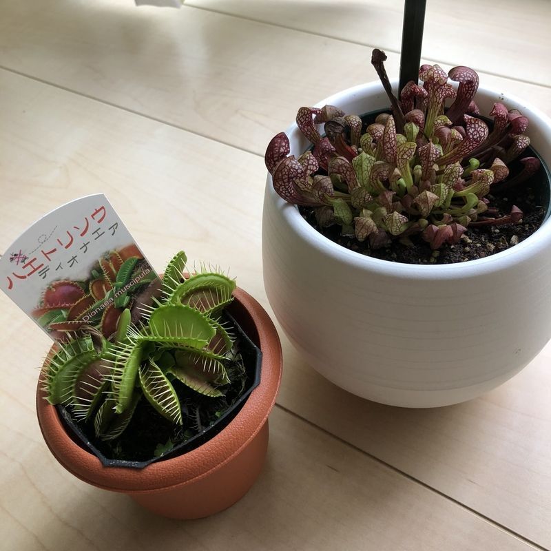 ハエトリソウとサラセニア