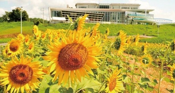 のんのこ 温水センター